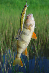 Trophy fishing. This European Perch (rivers perch) caught spinning in the northern lake. Toothy...