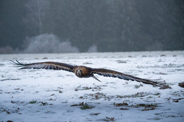 Flying Golden Eagle, Aquila chrysaetos in winter.
