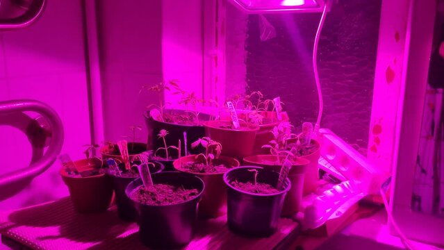 Growing tomatoes under seedlings under a grow led light phytolamp - diy in a home bathroom