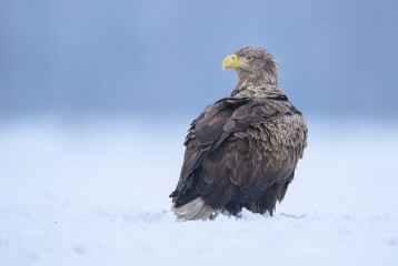 Sea eagle or white tailed eagle ( Haliaeetus albicilla)