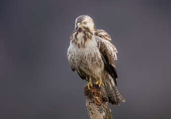 Common buzzard bird ( Buteo buteo )