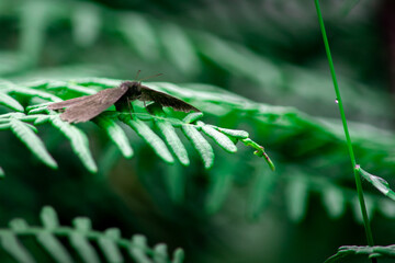 Butterfly in al leaf