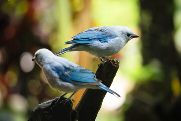 blue jay perched on a branch