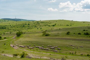 Fototapeta premium Sheep, Nature and Landscape in Bulgaria. Cloudy Blue Sky.