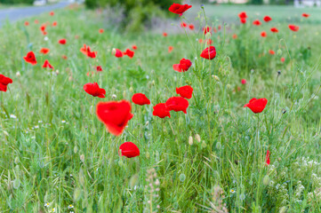 Poppies Field. Shallow Depth Of Field. Nature