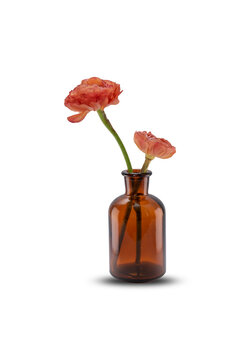 red flowers in a vase with shadow on a white isolated background