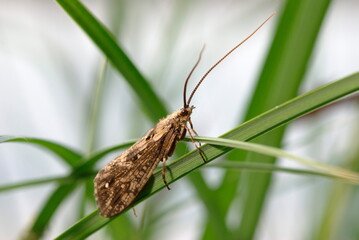 Adult Caddisfly Insect of the Order Trichoptera