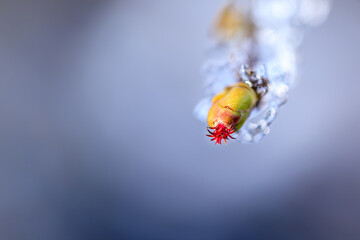 Makro einer weiblichen Blüte einer Haselnuss aus dem Eis herausschauend