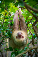 Two-toed Sloth hanging out in some Hibiscus bushes, looking at the camera © Tyler