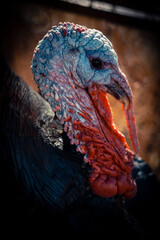 turkey portrait close up
