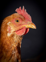 chicken hen close up portrait