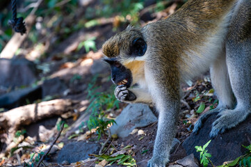 St Kitts - Nevis Green Vervet Caribbean Monkey