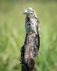 Common Potoo (Nyctibius griseus) perched on a fence post in Costa Rica