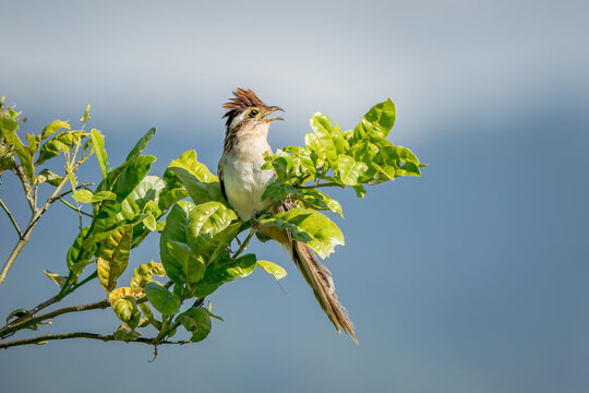 Striped Cuckoo (Tapera naevia) singing from an open perch on a tree in Costa Rica