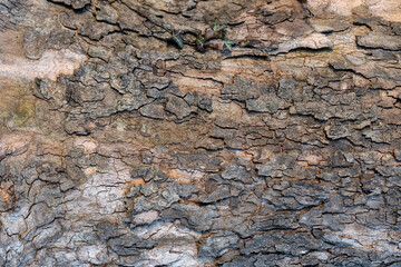 Surface structure of an oak tree. Wood texture. texture of wood background with many visible veins. horizontal picture.