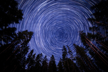Long exposure star trails in night sky over trees