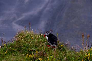 Iceland Landscape Puffin