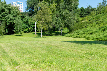 Beautiful meadow in the heart of the forest