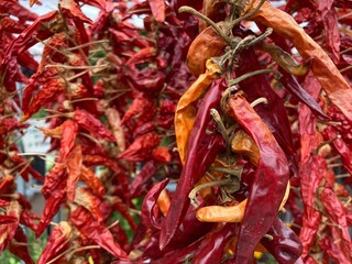 Garlands of dried chillies, close up