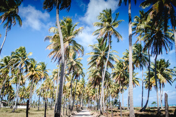 Praia de Maragogi - Maceio\AL