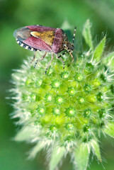 Sloe bug on a wildflower, Dolycoris Baccarum