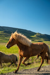 Fototapeta na wymiar Iceland Horses