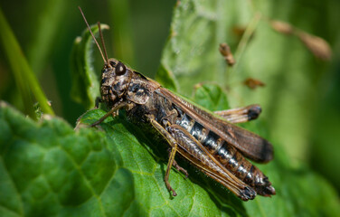 Fototapeta premium grasshopper in green grass closeup