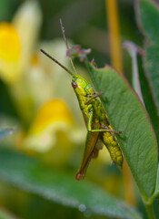 Grasshopper in green grass