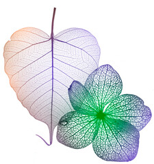 leaf skeleton and hydrangea flower skeleton with veins and cells - macro photograph
