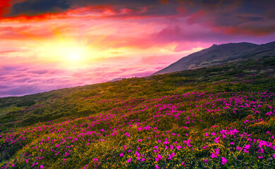 Plakat blossoming red rhododendrons flowers in the mountains, amazing panoramic nature scenery 