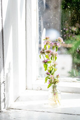 Clinopodium vulgare, wild basil on windowsill near old window. Collection of medicinal herbs by herbalist for preparation of elexirs and tinctures. Wild plant