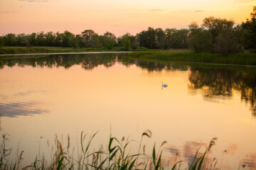 a white swan swims in a pond at sunset
