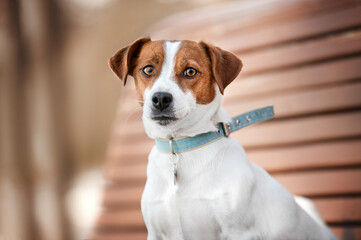 portrait of a jack russel terrier