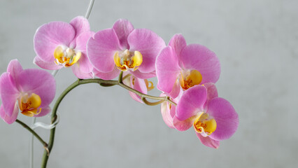 Pink lilac blooming orchid flower of genus phalaenopsis with yellow lip on neutral background.