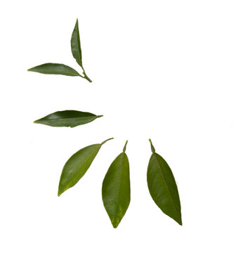 Leaves on transparent background png
