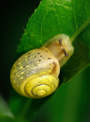 Little yellow snail crawling on green leaf in garden. Snail in nature in grass next to a river