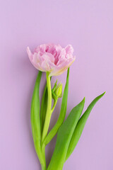 Delicate pink tulip on a light purple background. Holiday card. Close-up. For design. Nature.