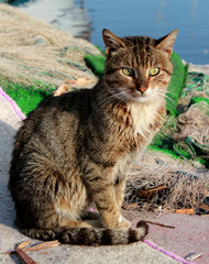 A cute tabby cat sitting near fishing nets