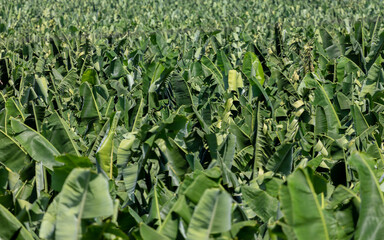 picture filling view of the green foliage of a banana plantation