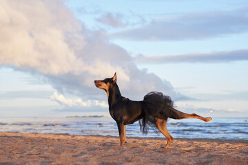German Standard Pinscher on the beach near the water, on the sea. dog in ballet skirt, tutu on nature