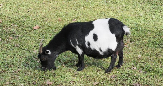 Ch&egrave;vre naine - Capra hircus - Pie noire, longues cornes au pelage mouchet&eacute; de blanc broutant de l'herbe d'une prairie
