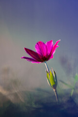 A poppy anemone flower with  purple color and blurred blue background. Selective focus.