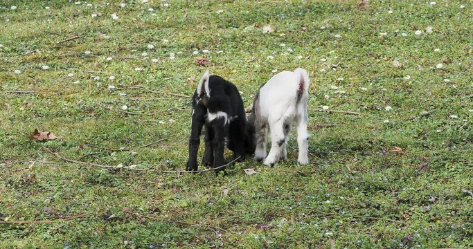 Capra hircus- Chevreau toy ou mini-nain &agrave; robe noire et blanche