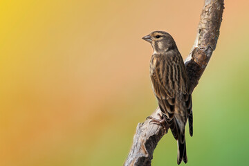 Linnet resting on a tree branch. Carduelis cannabina, linaria cannabina. Soft orange background. Isolated bird.

