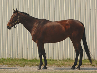horse conformation photo image of bay purebred thoroughbred horse full body conformation brown with black mane and tail and black legs four legged animal mammal standing alone horizontal type space