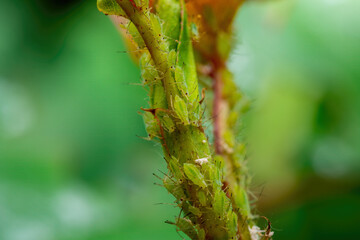 Aphid Colony on Flower. Greenfly or Green Aphid Garden Parasite Insect Pest Macro on Green Background