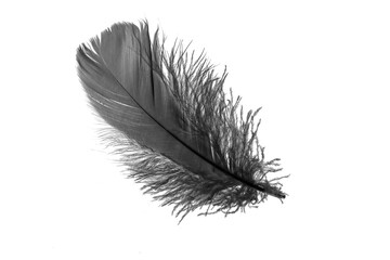 black goose feather on a white isolated background