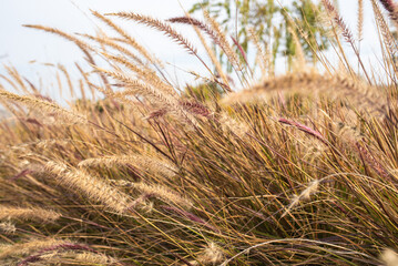 Fountain Grass On Sky Background. Dry Pampas Grass. Wild Grass Flowers Field Blow In The Wind.