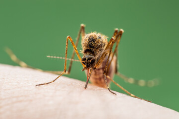 Malaria Infected Mosquito Bite. Leishmaniasis, Encephalitis, Yellow Fever, Dengue, Malaria Disease, Mayaro or Zika Virus Infectious Culex Mosquitoe Parasite Insect Macro.