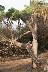 nubifragio a Marina Di Carrara